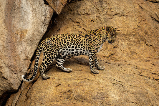 Leopard stands on sheer rock staring down