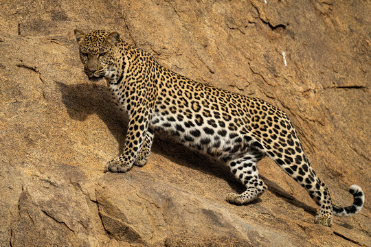 Leopard stands on sloping rockface looking down