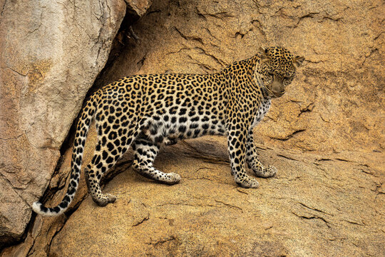 Leopard stands on steep rockface gazing down