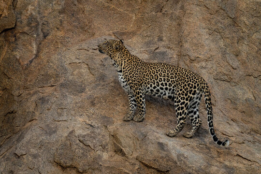 Leopard stands on steep rock looking up