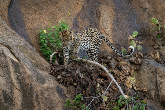 Leopard steps over branch on steep rockface