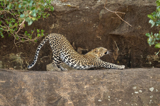 Leopard stretching back on ledge between bushes