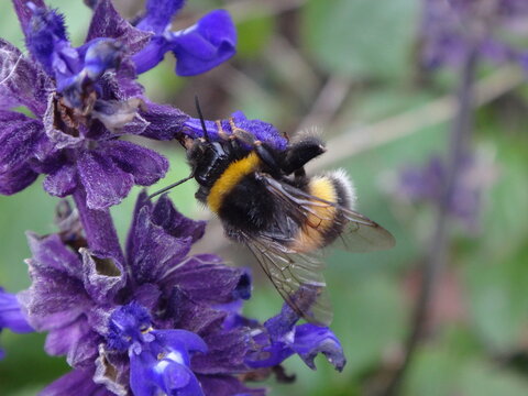 Buff-tailed bumble bee (Bombus terrestris) robbing nectar from purple salvia flowers 