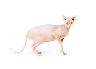 Isolated sphynx cat standing sideways while looking at camera. Full body side profile of naked cat with raised front paw. Solid red male cat with big yellow eyes. Selective focus. White background.