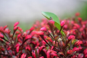 pink and white flower