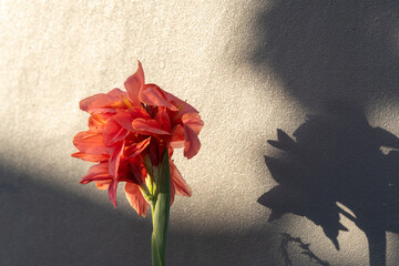 Canna indica flower photographed at dusk with its shadow on the wall.