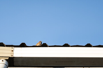 A sparrow perched on the rooftop.