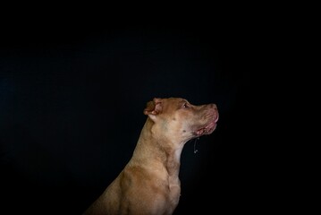 Isolated shot of a brown pitbull dog sitting against a black background