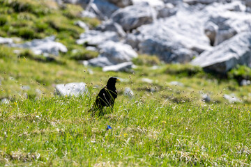 black raven bird on the grass in the Dolomite Mountains