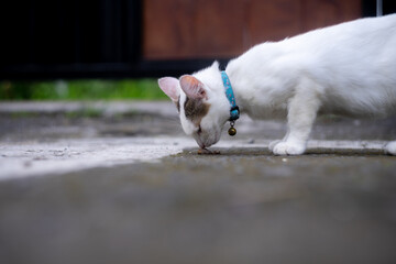 The local Balinese white cat plays alone in the yard.