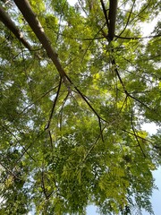 Mighty tree with green leaves and branches, fresh wallpaper concept 