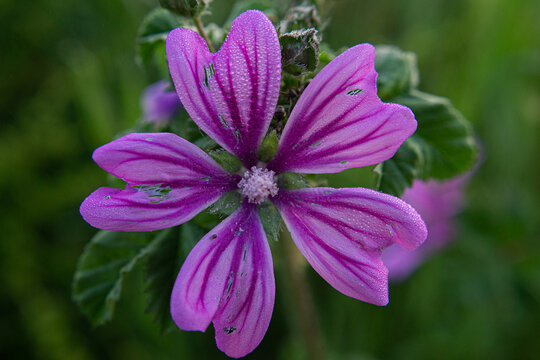 Cranesbill