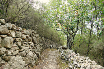 Fototapeta na wymiar path between ancient walls leading into the woods