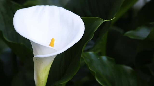 Closeup of white calla lily flower.