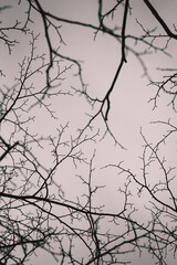 Fototapeta na wymiar Minimalistic black and white branches on the cloudy background
