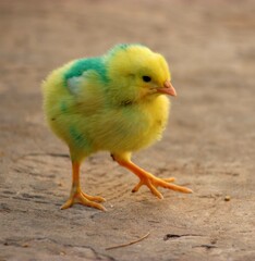 beautiful colorful baby hen chick closeup with blur background 