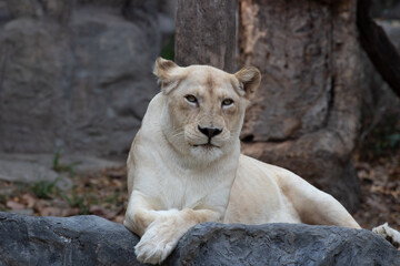 Close up Lioness relaxing on the rock