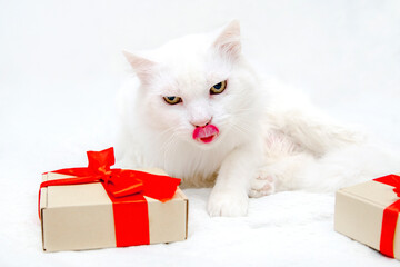 Funny Cute Christmas white fluffy Angora cat lying on bed.Celebrating New Year Christmas