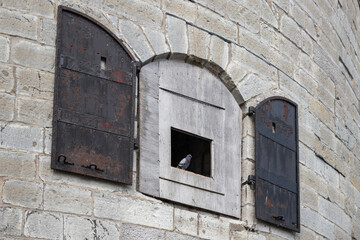 Fototapeta premium A pigeon perched in a window at Shoal Tower at Confederation Basin Marina.
