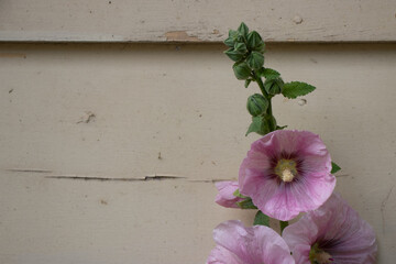 pink flowers against a beige painted wall
