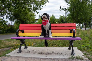 Portuguese Water Dog sitting on a rainbow bench in a park