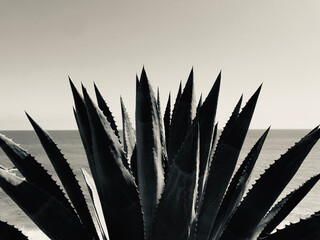 AGAVE