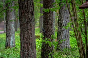 woodpecker in a tree