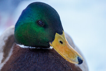 ducks swimming in the winter river