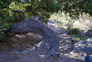 Closeup of a twisted oak tree sunlit green branches background