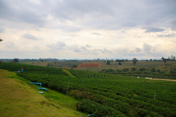 Obraz premium The scenery of the tea plantation in the sunrise Chiang Rai, North of Thailand