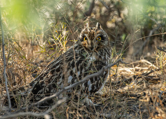 A Short Eared Owl under a bush but alert