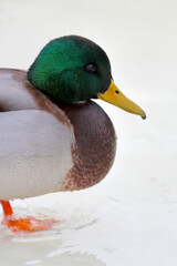 ducks swimming in the winter river