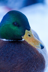 ducks swimming in the winter river
