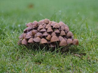 Pilzgruppe auf Wiese, Mürblinge oder Faserlinge (Psathyrella)