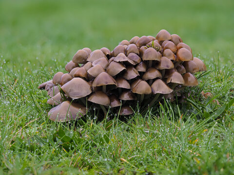 Pilzgruppe auf Wiese, M&uuml;rblinge oder Faserlinge (Psathyrella)