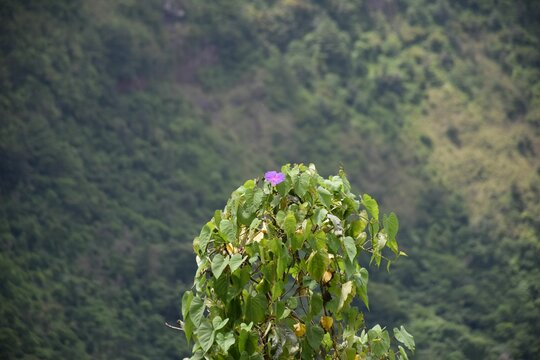 Closeup of sunlit Ipomoea purga bushes forested mountain blurred background