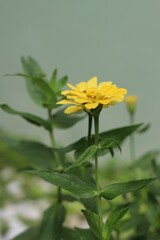 Closeup of a yellow zinnia blurred background