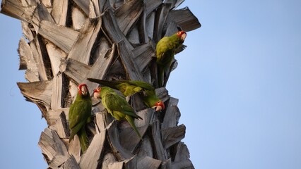 Closeup of green parakeets perching on the fibrous tree trunk clear sky background