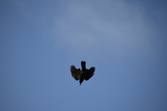 Undershot of a crow silhouette against a gloomy cloudy sky