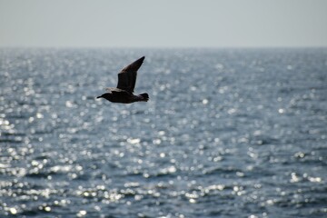 Side closeup of a south polar skua flying over shining sea blurred sky background
