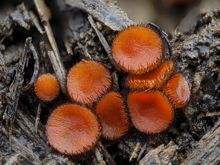 Holz-Schildborstling oder Gewöhnlicher Schildborstling (Scutellinia scutellata)