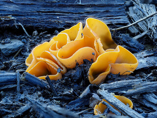 Orangeroter Becherling (Aleuria aurantia)