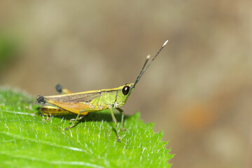 grasshopper in the forest