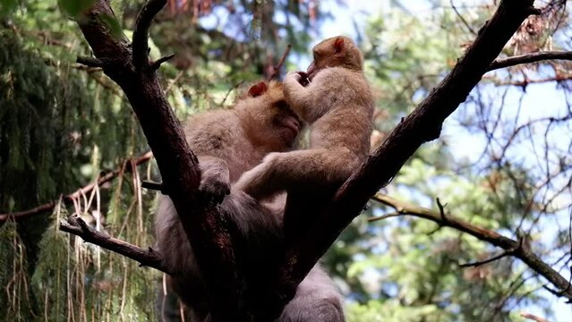 Barbary macaques on a branch