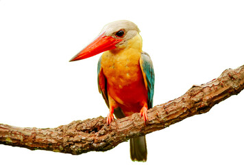 Kingfisher on a branch in the forest of Thailand