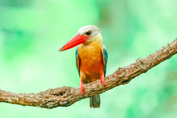 Kingfisher on a branch in the forest of Thailand