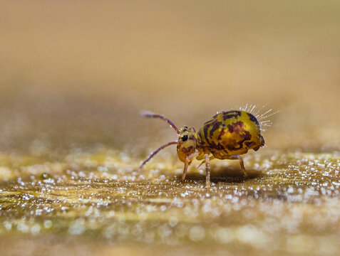 Bunter Kugelspringer (Dicyrtomina ornata)
