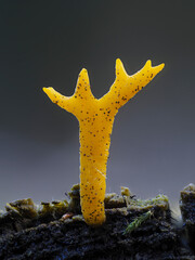 Klebriger Hörnling (Calocera viscosa)
