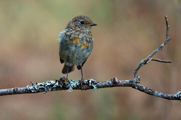 Rotkehlchen (Erithacus rubecula)