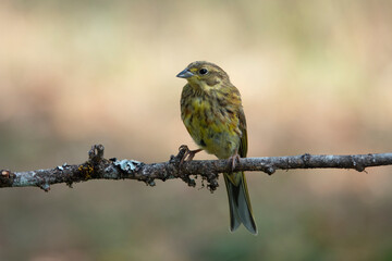 Goldammer (Emberiza citrinella)